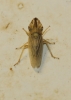 Eupelix cuspidata