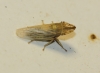 Eupelix cuspidata