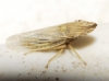 Eupelix cuspidata
