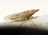 Eupelix cuspidata