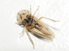 Eupelix cuspidata
