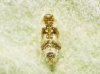 Eupteryx cf. melissae Eupteryx cf. melissae