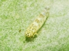 Eupteryx melissae Eupteryx melissae