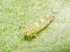 Eupteryx melissae Eupteryx melissae