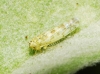 Eupteryx melissae Eupteryx melissae