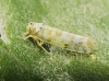Eupteryx melissae Eupteryx melissae
