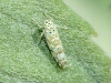 Eupteryx melissae Eupteryx melissae