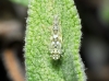 Eupteryx melissae Eupteryx melissae