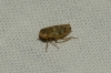 Euscelidius variegatus
