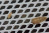 Euscelidius variegatus