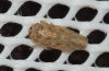 Euscelidius variegatus
