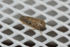 Euscelidius variegatus