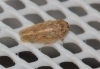 Euscelidius variegatus