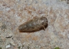 Euscelidius variegatus