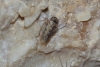 Euscelidius variegatus
