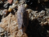 Euscelidius variegatus