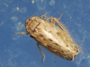 Euscelidius variegatus