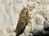 Euscelidius variegatus