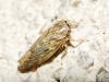 Euscelidius variegatus