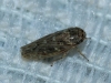 Euscelidius variegatus