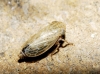 Euscelis cf. incisus