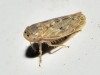Euscelis cf. incisus