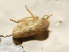 Euscelis cf. incisus