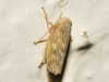 Euscelis cf. incisus