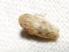 Euscelis cf. incisus