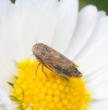 Euscelis cf. incisus