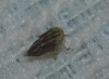 Euscelis cf. incisus