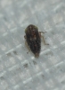 Euscelis cf. incisus