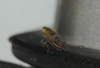 Euscelis cf. incisus