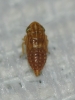 Euscelis cf. incisus