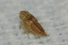 Euscelis cf. incisus