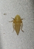 Euscelis cf. incisus