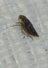 Euscelis cf. incisus