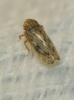 Euscelis cf. incisus