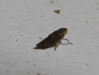 Euscelis cf. incisus
