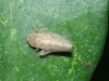 Euscelis cf. incisus
