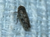 Euscelis cf. incisus