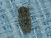 Euscelis cf. incisus