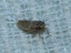 Euscelis cf. incisus