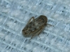 Euscelis cf. incisus