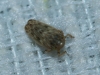 Euscelis cf. incisus