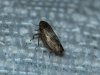 Euscelis cf. incisus