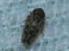 Euscelis cf. incisus