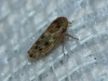 Euscelis cf. incisus