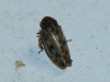 Euscelis cf. incisus
