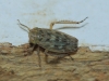 Euscelis cf. incisus